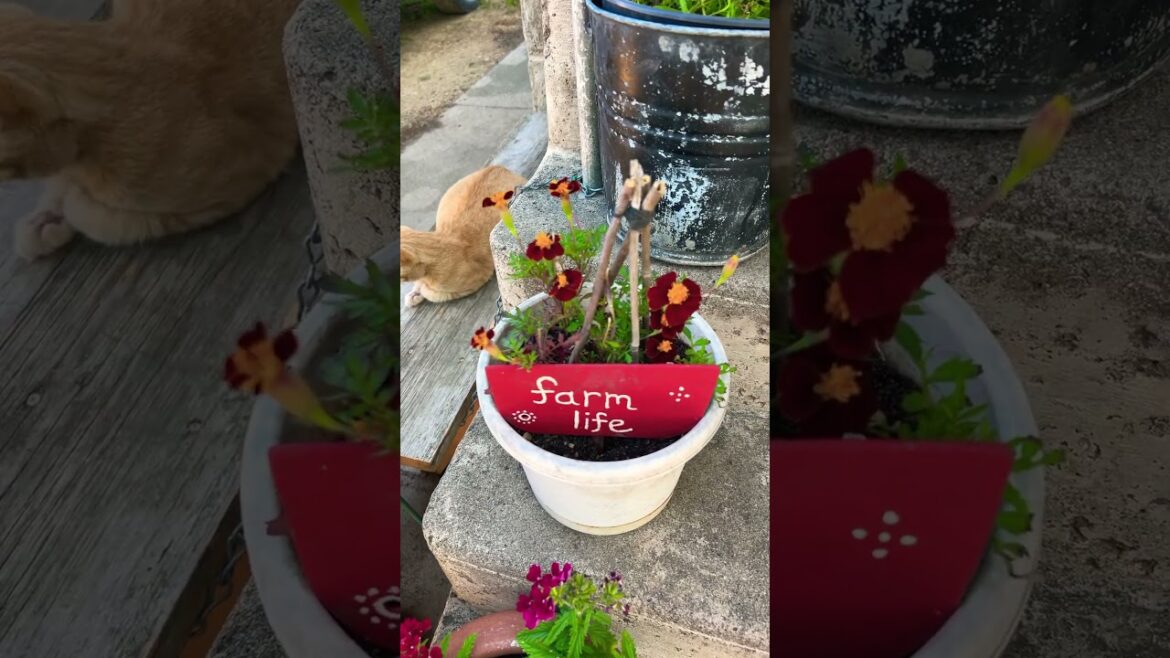 Marigolds/What’s Blooming #gardenshorts #garden #flower #zone5 #containergardening #marigold #plants