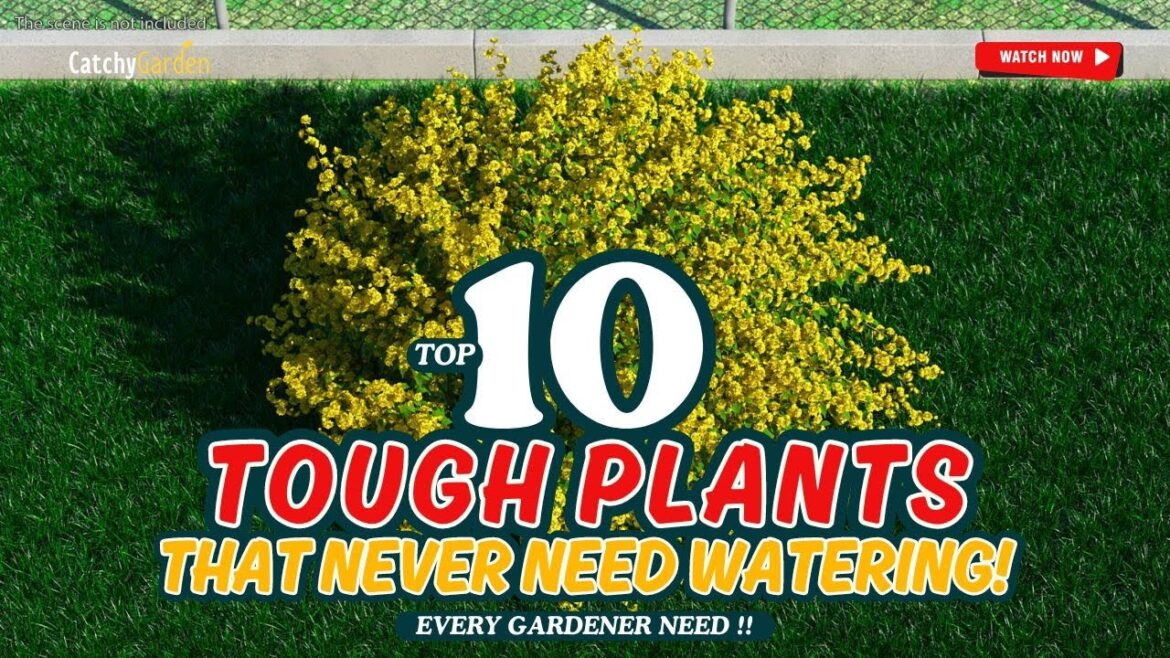 TOP 10 TOUGH PLANTS That NEVER NEED WATERING! 🌵🌞🌼