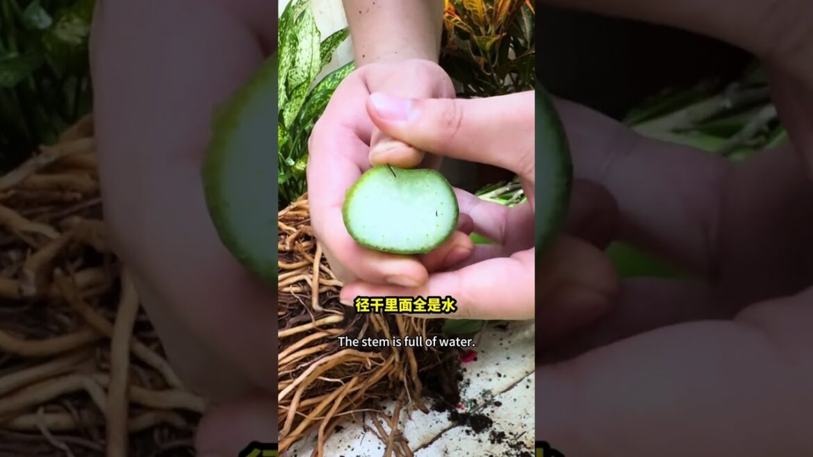 🌱💚Comprehensive Care Guide for ZZ Plant: From Roots to Soil #plants #masterofgarden 🌱💚Comprehensive Care Guide for ZZ Plant: From Roots to Soil #plants #masterofgarden