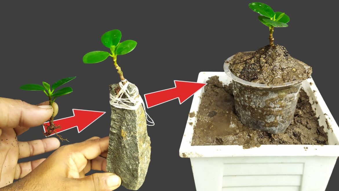 Mastering Root Over Rock Bonsai Techniques | #BonsaiTrees Ep-01