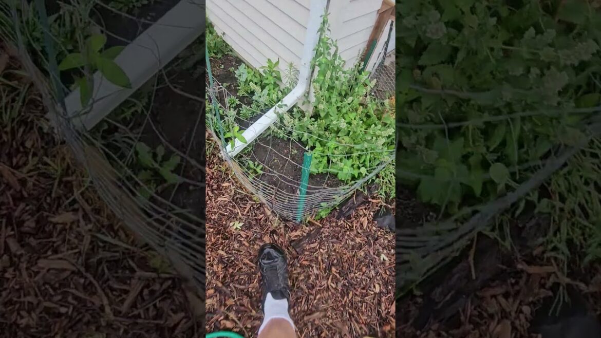 Labor Day Garden Plans #gardening