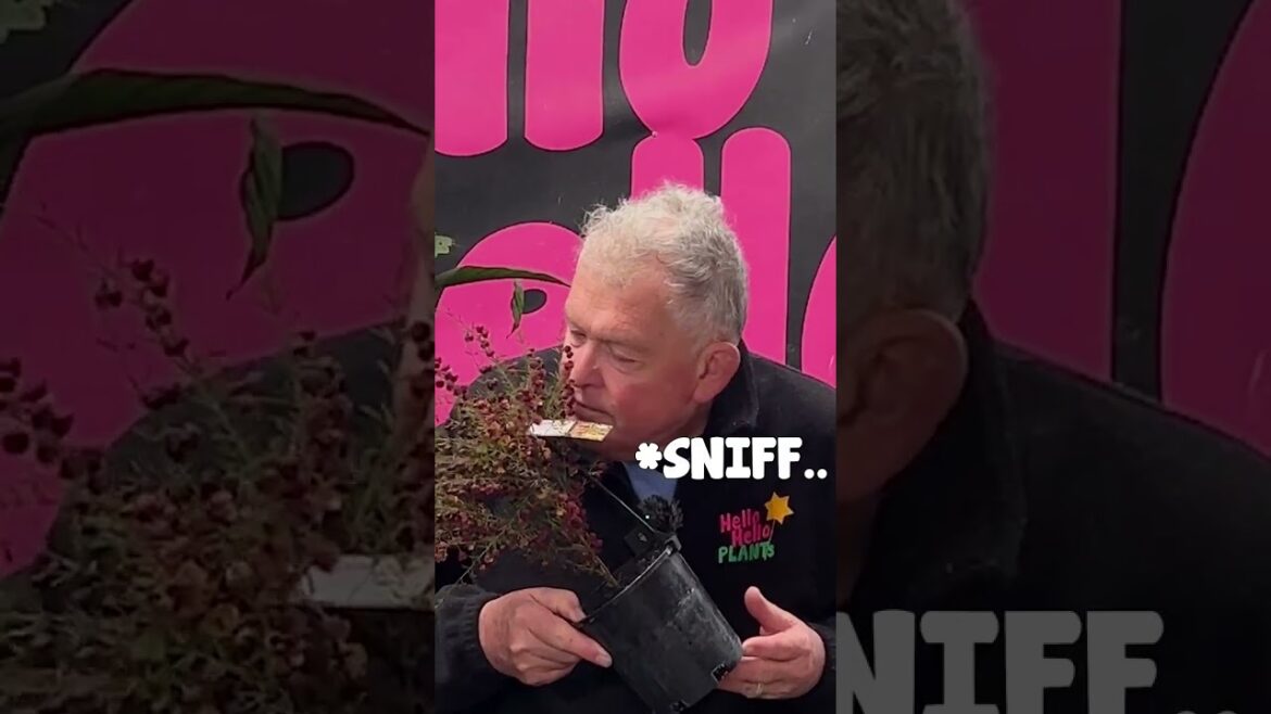 Boronias Will Fill Your Garden With Colour and Incredible Fragrance! Boronias Will Fill Your Garden With Colour and Incredible Fragrance!