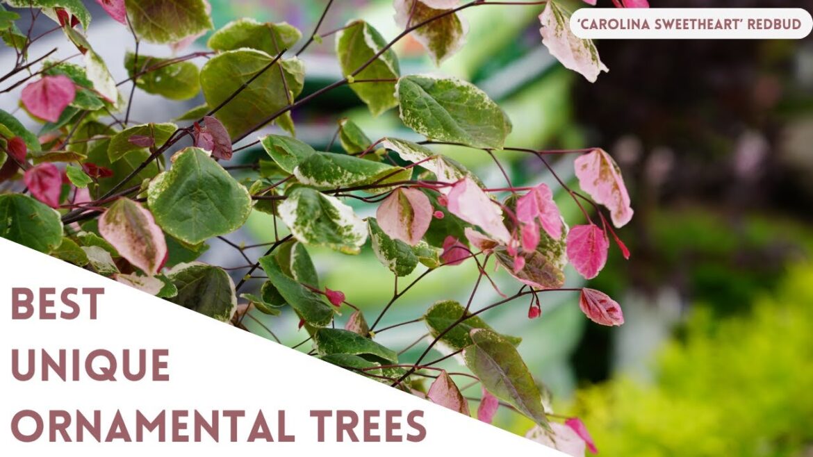 New & Unique Small Trees for the Landscape 2024 New & Unique Small Trees for the Landscape 2024