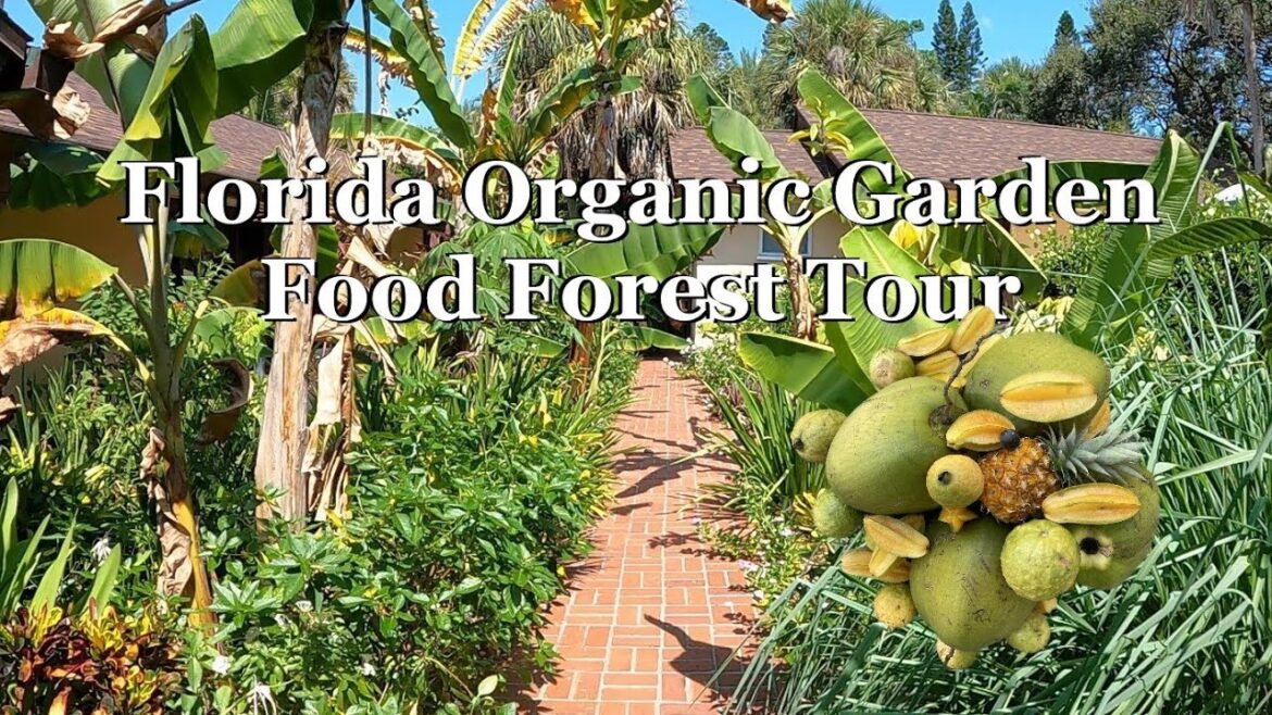 Florida Organic Edible / Tropical Garden Food Forest Tour | August Zone 10a