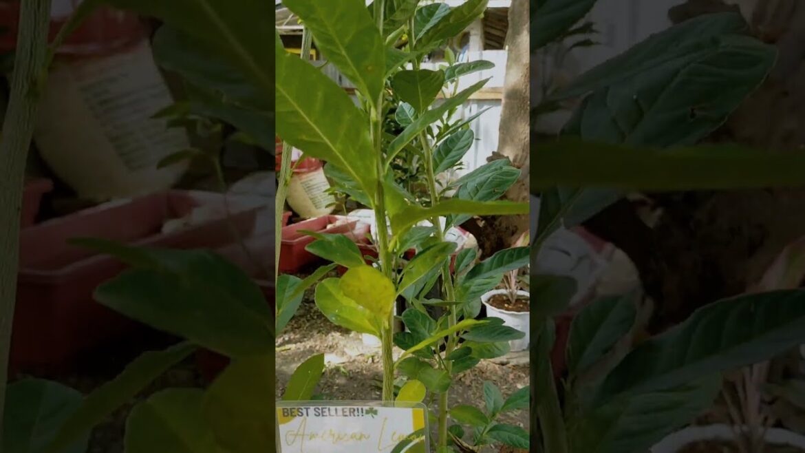 🍋 See Comment | Growing American Lemon Seedling Versatile and Easy to Grow #trending #shorts #reels