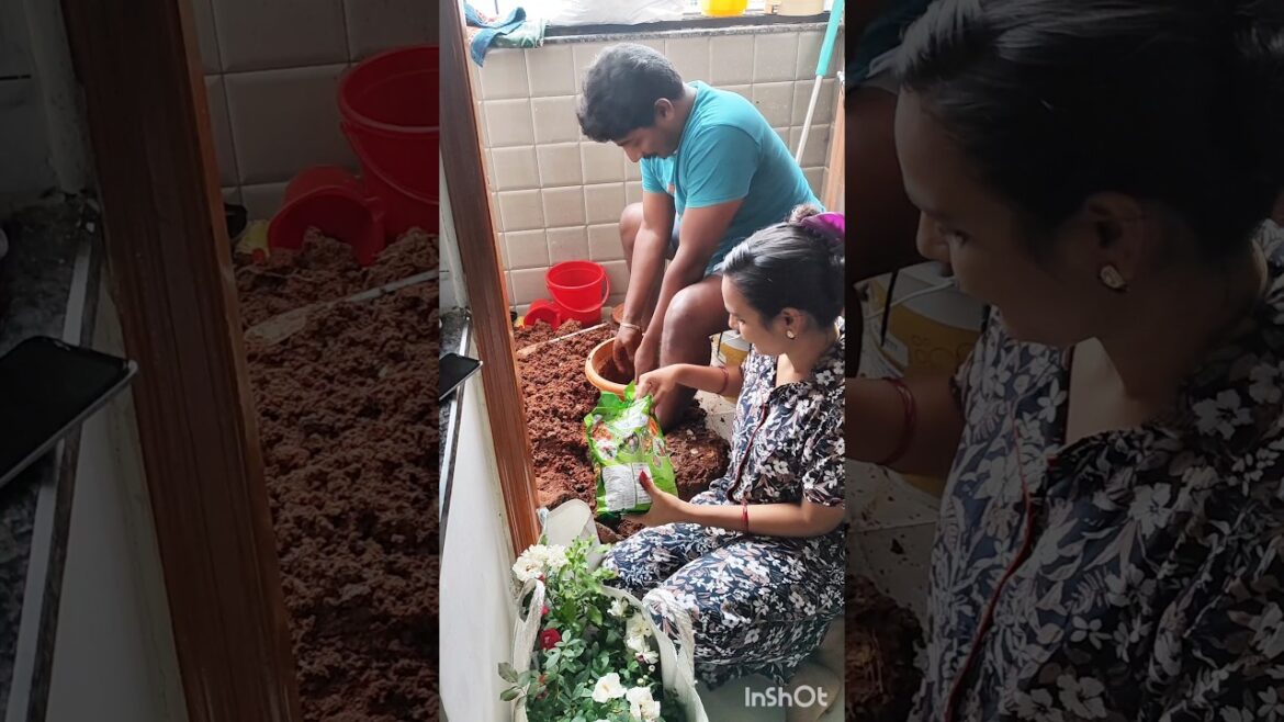 Mokkalanttey picchi…!!!🪴😍#trending#shorts#youtubeshorts#youtube#ytshorts#minivlog#video#viralvideo Mokkalanttey picchi...!!!🪴😍#trending#shorts#youtubeshorts#youtube#ytshorts#minivlog#video#viralvideo