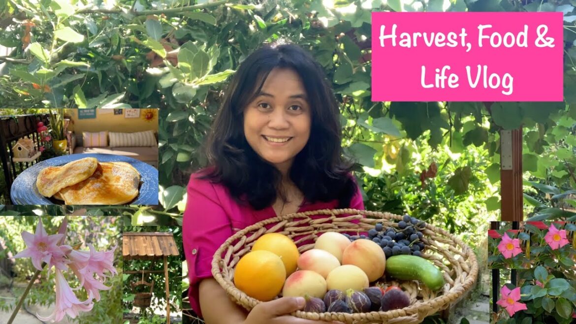 Our California Home Garden, Food & Life Vlog Our California Home Garden, Food & Life Vlog