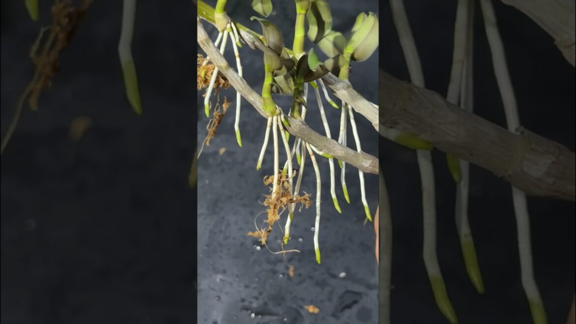 Watering orchids with potatoes causes the plants to sprout quickly #garden #tips