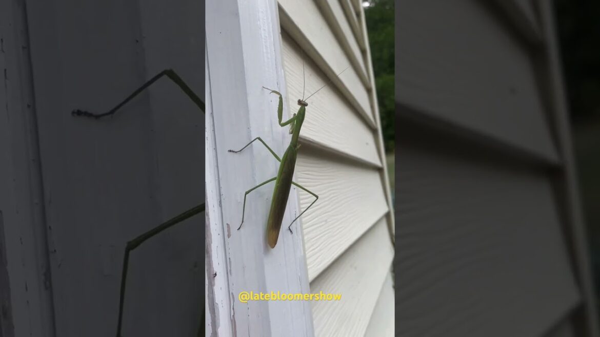 Fierce predator! Welcome! #garden #beneficialinsects