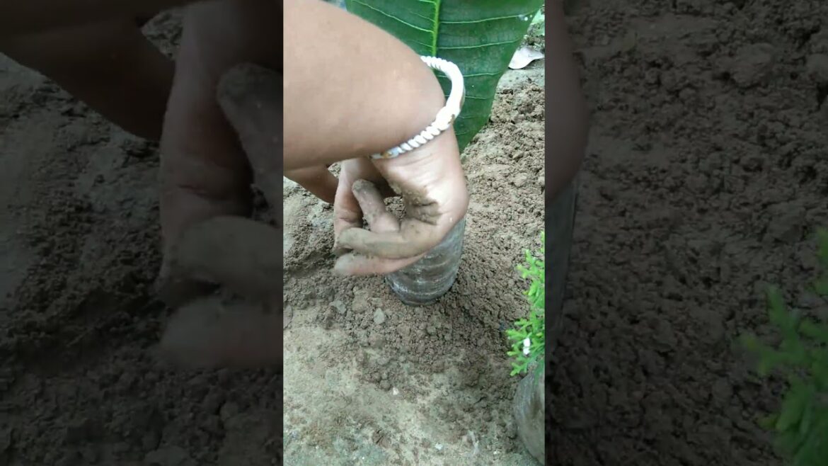 Kathgolap & pathorkuchi for propogation #kathgolap#pathorkuchi #propogation#garden #plants #trending