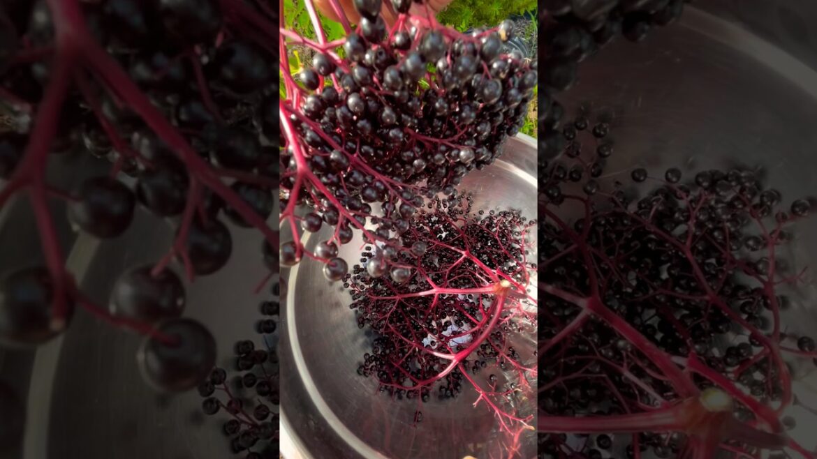 Colorful Harvests from My Tiny Patio Food Garden 🌈🍅🌱 | Bountiful Backyard Gardening#fypシ゚viral