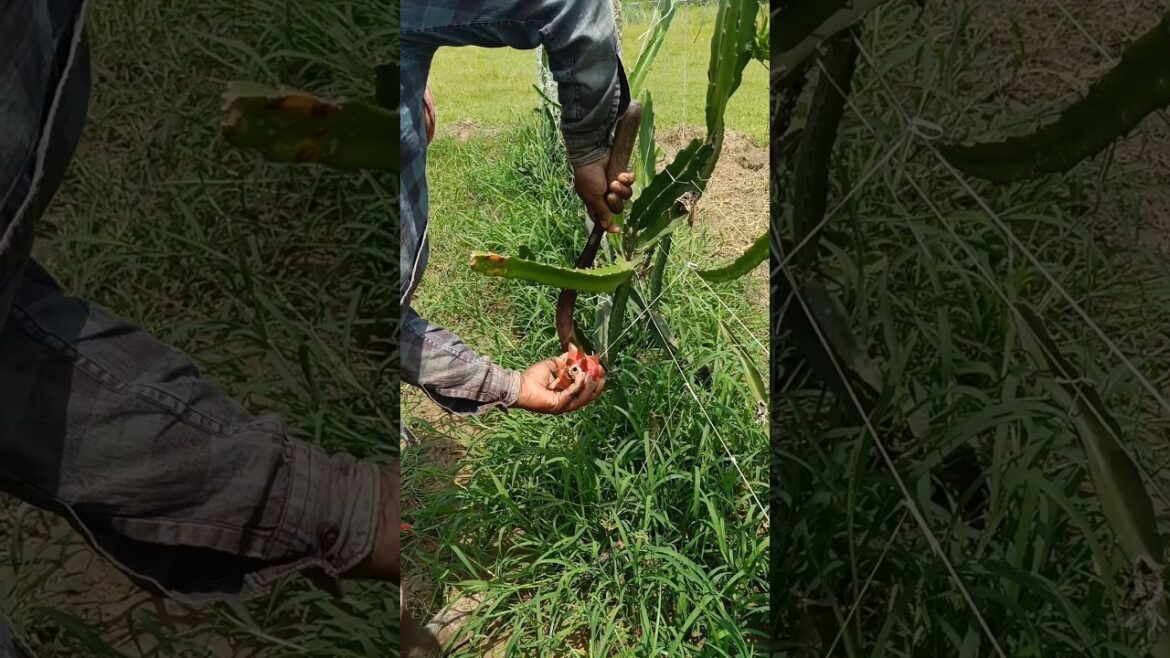 Dragon fruit harvesting from new plant #shorts Dragon fruit harvesting from new plant #shorts