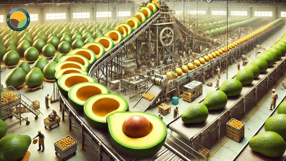 How Farmers Harvest and Process Millions of Avocados in Factories | Farming Documentary How Farmers Harvest and Process Millions of Avocados in Factories | Farming Documentary