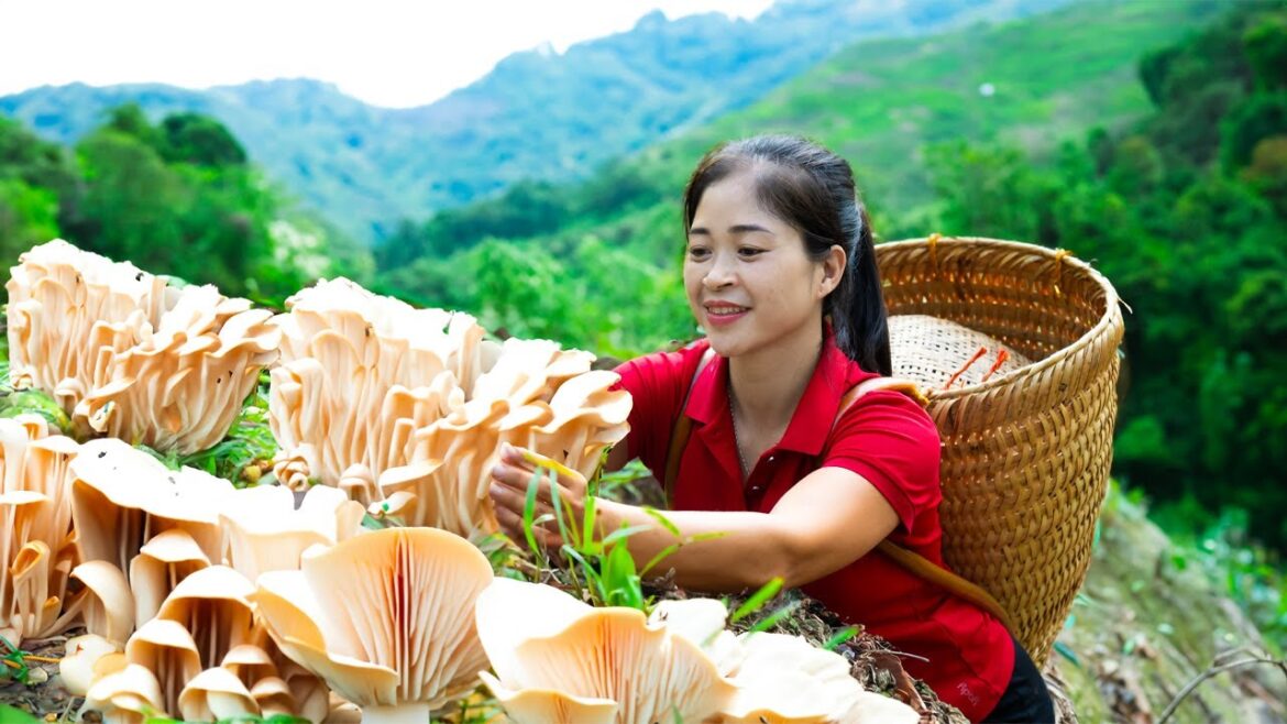 Harvesting Edible Mushroom & Goes To Market Sell | Gardening And Cooking | Lý Tiểu Vân Harvesting Edible Mushroom & Goes To Market Sell | Gardening And Cooking | Lý Tiểu Vân