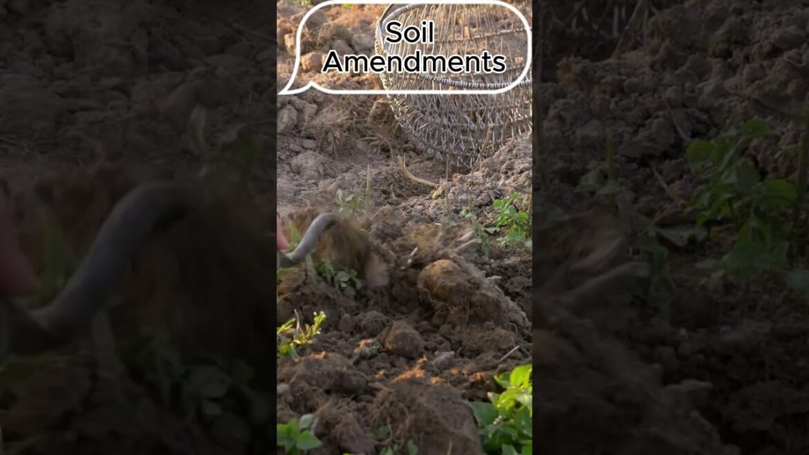 What Is Soil Amendments || For Container Gardening Soil #soilhealth #soil #information