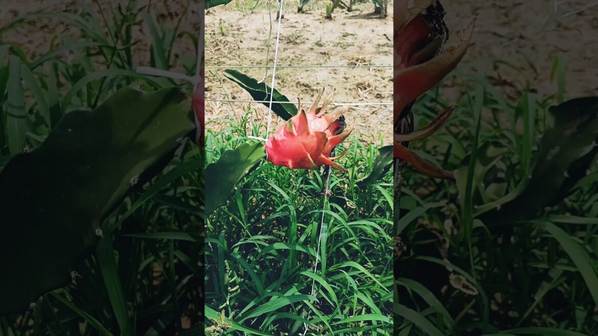 Amazing Farmer collecting Dragon fruits from newly planted orchard #shorts Amazing Farmer collecting Dragon fruits from newly planted orchard #shorts