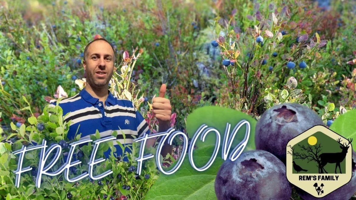 Free Blueberries | Blueberry Foraging