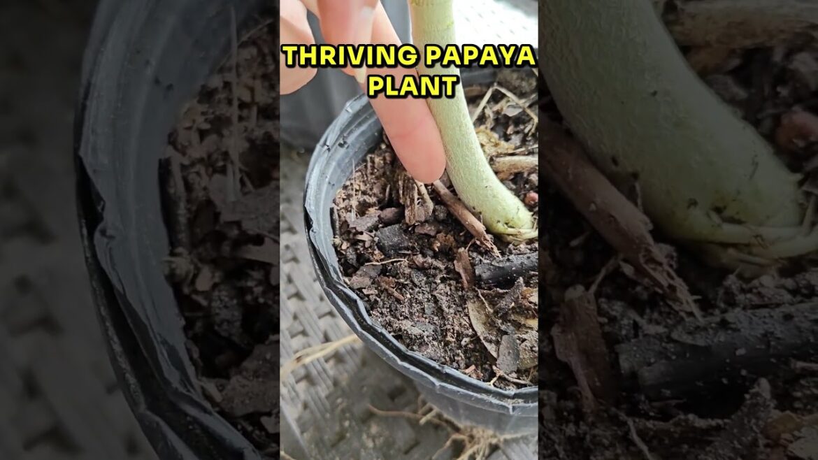 🌳Why is one of my papaya plants getting so VIGOROUS? It’s look so beautiful and big! #papayatree 🌳Why is one of my papaya plants getting so VIGOROUS? It's look so beautiful and big! #papayatree
