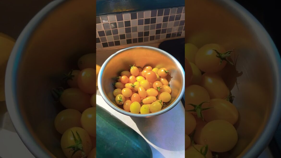 Grown Veggies / What’s Blooming #gardenshorts #vegetable #veggies #tamato #zucchini #vegetablegarden