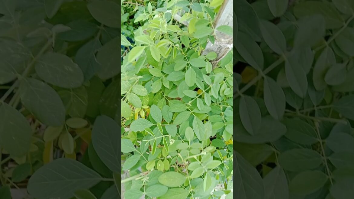 अपराजिता के पौधे को ऐसे घना बनाये #gardening #shorts#indoorplants #viralshort अपराजिता के पौधे को ऐसे घना बनाये #gardening #shorts#indoorplants #viralshort