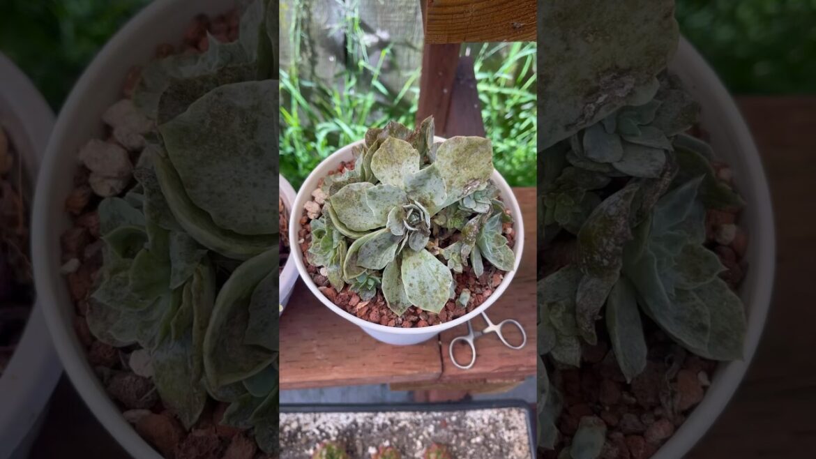 Tip for Succulents || #succulentpropagation #garden #gardendesign