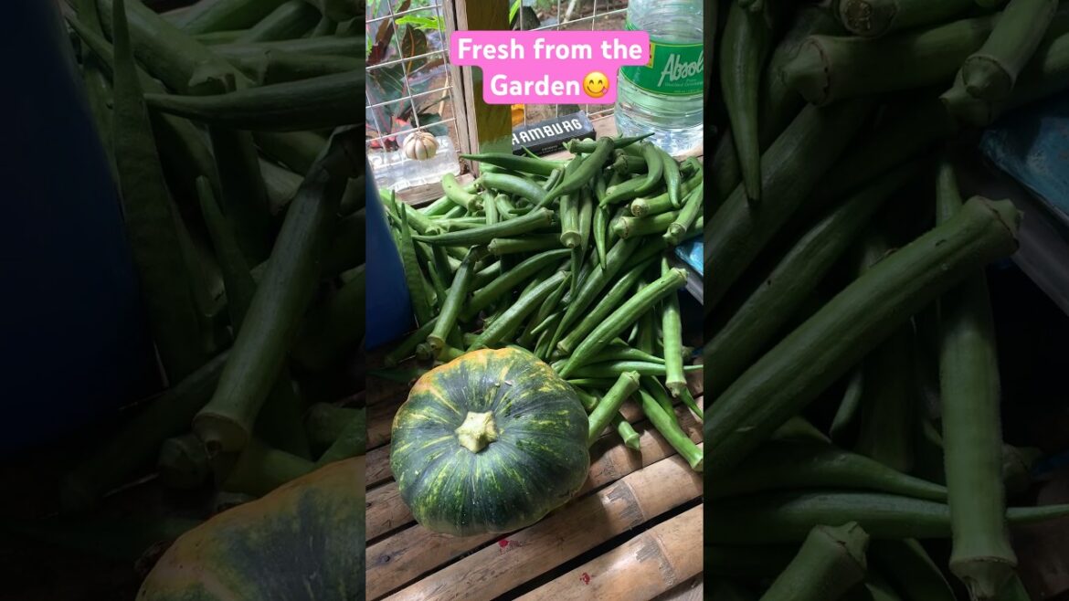 Buhay magsasaka #provincelife #farming #garden #gardening #farmer #harvesting #provincelife