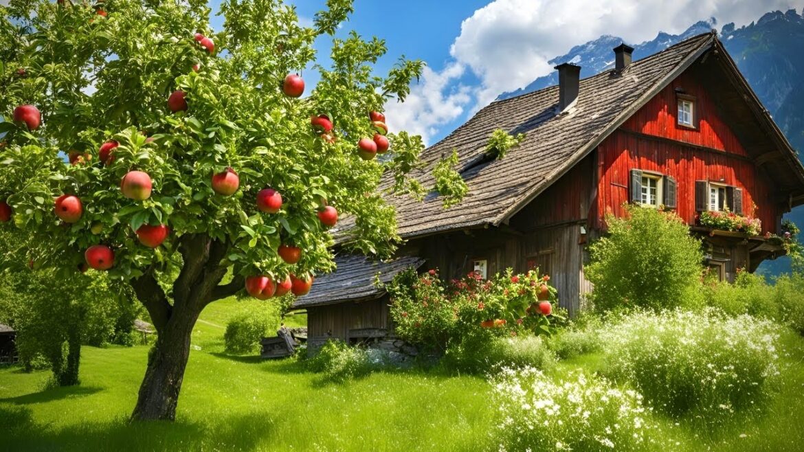Switzerland Countryside Life🇨🇭Walking in A Fruits paradise📍Canton Thurgau SWITZERLAND