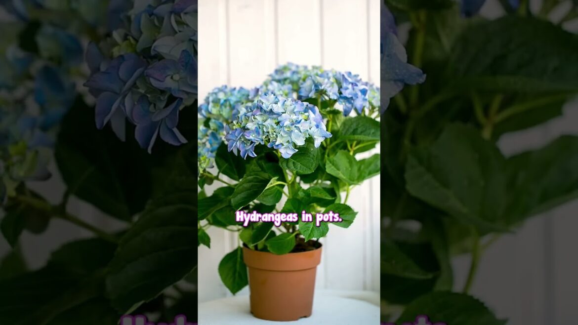Learn Everything You Need to About Hydrangeas at Our Live!