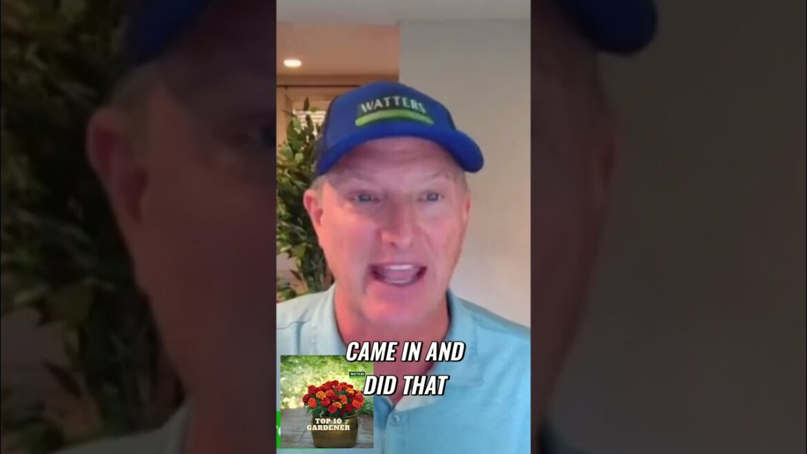 Top Flowering Shrubs That Pests Avoid