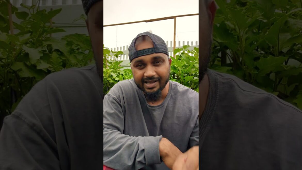 Watering Tips after Rain Falls | Tips For Beginners|  #gardentips #greentgarden #garden