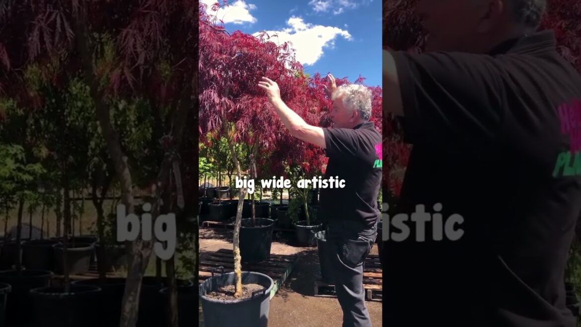 You Don't Need to Spend Thousands For a Garden Centrepiece - Plant an Inaba Shidare🍁