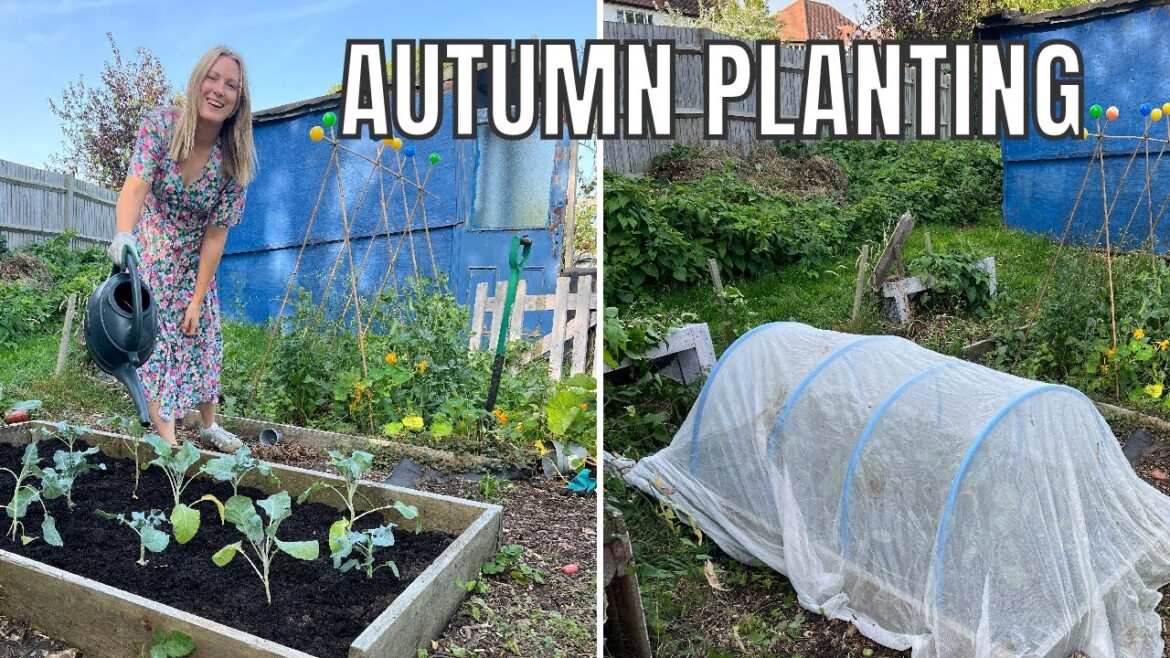 AUTUMN PLANTING / ALLOTMENT GARDENING UK AUTUMN PLANTING / ALLOTMENT GARDENING UK