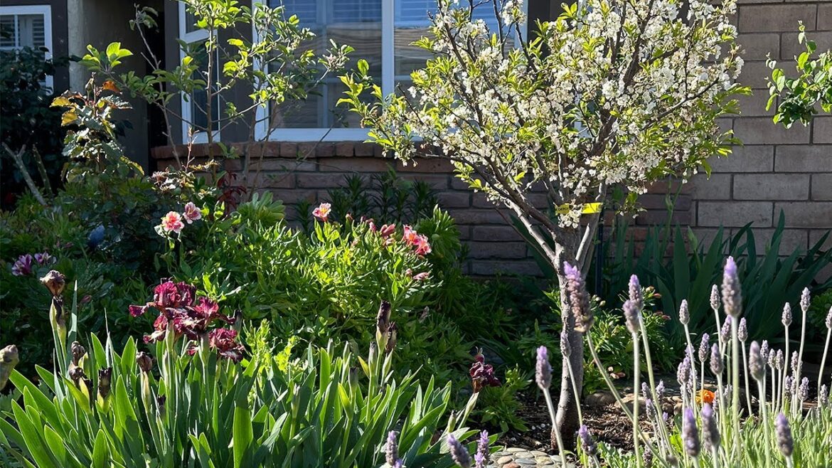 Relaxing Spring Tour of my Front Yard Garden