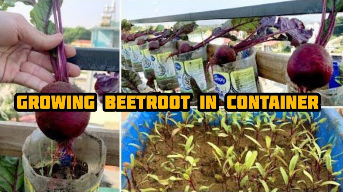 5 Tips to Growing beetroot in container |growing perfect beetroot every time – grow beetroot at home 5 Tips to Growing beetroot in container |growing perfect beetroot every time - grow beetroot at home