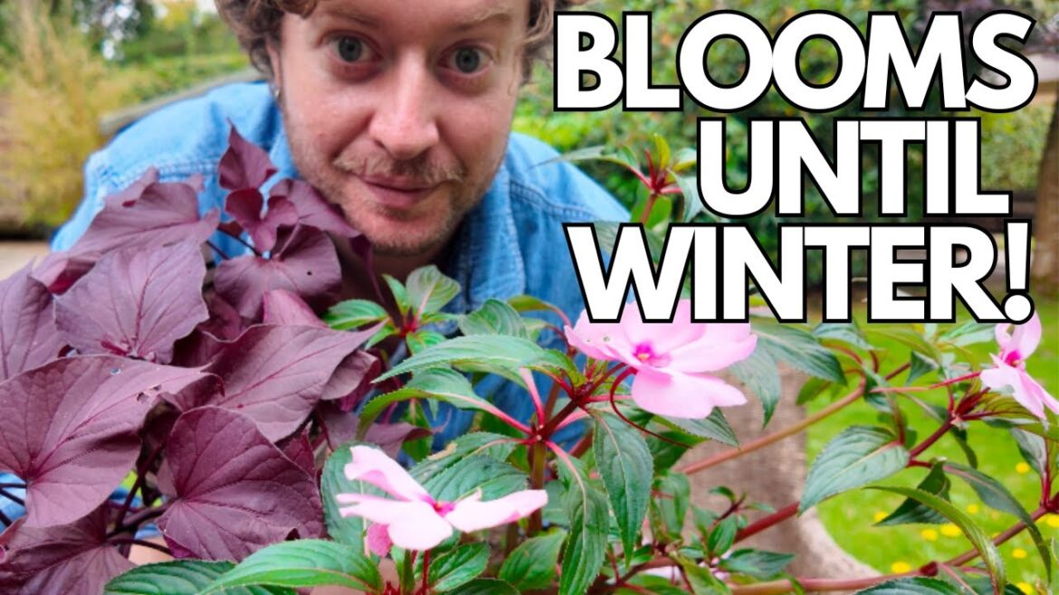 TRANSFORM A SHADY PATIO | CONTAINER GARDENING TIPS, TRICKS & ADVICE + Exotic pots update! TRANSFORM A SHADY PATIO | CONTAINER GARDENING TIPS, TRICKS & ADVICE + Exotic pots update!