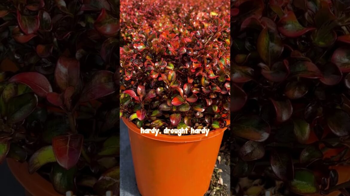 How about adding Tequila Sunrise to your garden?🍸