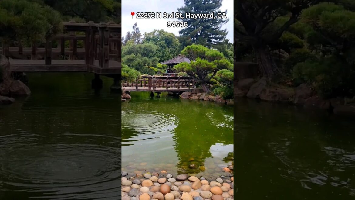 Japanese Gardens - Hayward