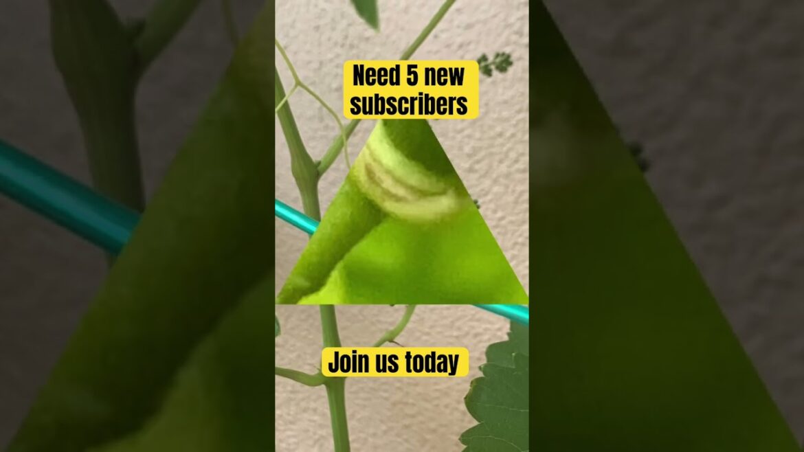 Growing Blueberries From Planting to Harvested #garden #gardening #ediblelandscape Growing Blueberries From Planting to Harvested #garden #gardening #ediblelandscape