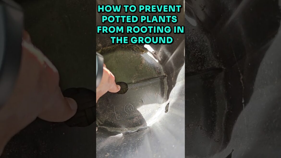 🌱How to Prevent Potted Plants from Rooting in the Ground #plantsinpots #growinginpots