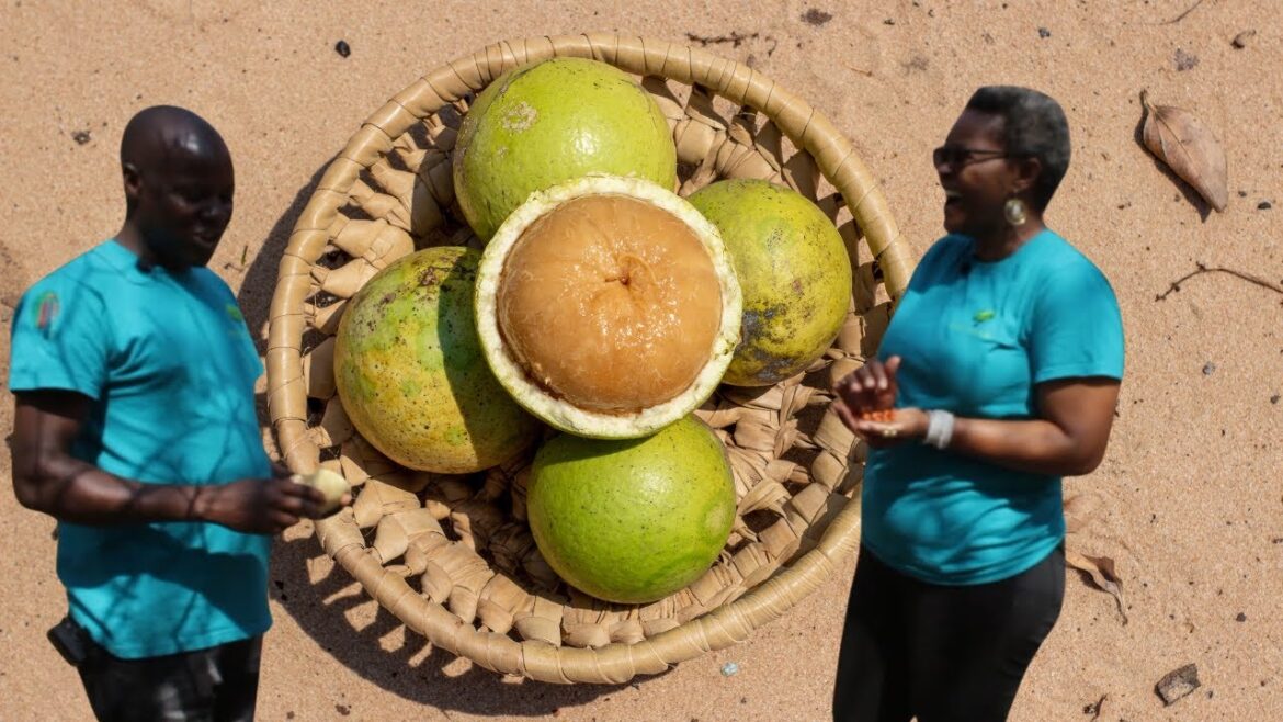 Strychnos Spinosa (Medicinal Sansa) vs Strychos (Edible Ifisongole)