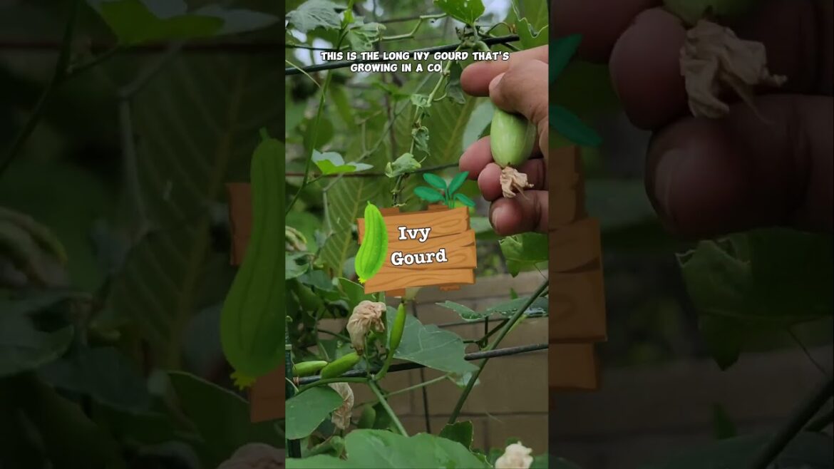 5 Fast-Growing Summer Veggies for Your Garden!