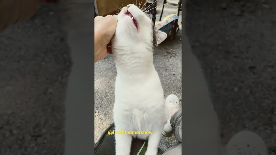 She likes her head scratched