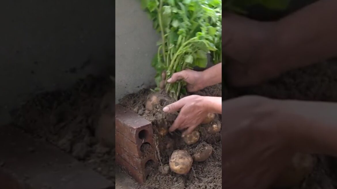 Beautiful Potato Vegetables in your garden! 🥔 In this video #Shorts #NatureAthome Beautiful Potato Vegetables in your garden! 🥔 In this video #Shorts #NatureAthome