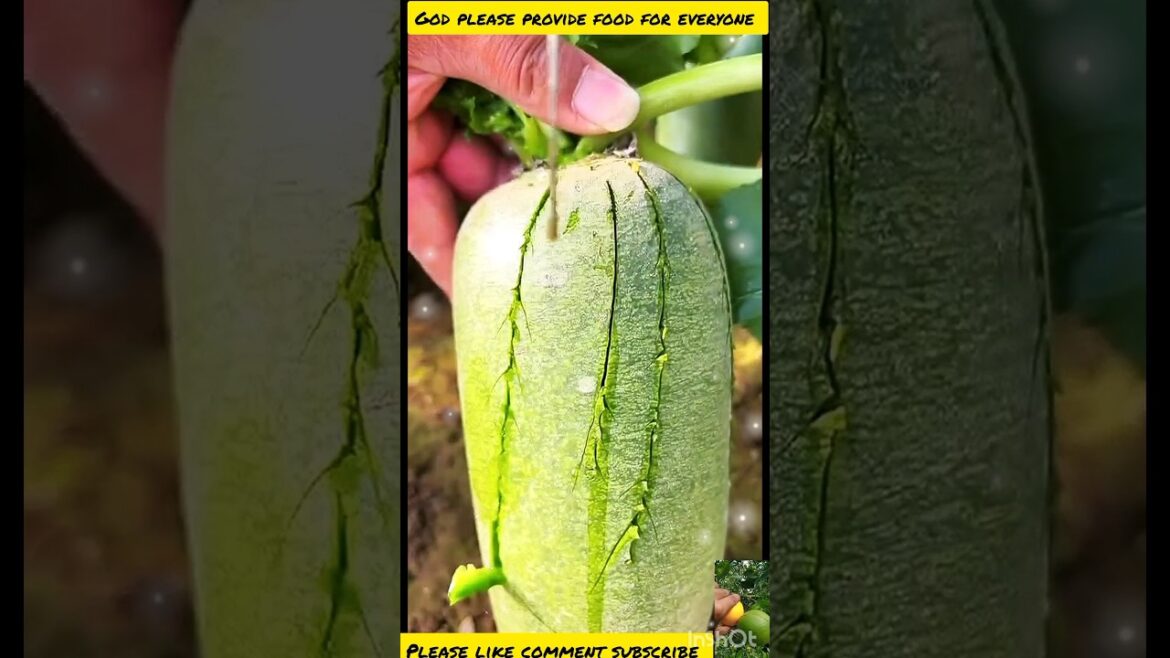 24 Shorts 24 Hours: 🍋🍏 The Ultimate Cutting Showdown! 🍌🍇"S23 |#shorts #shortsfedd #dooremonfruits