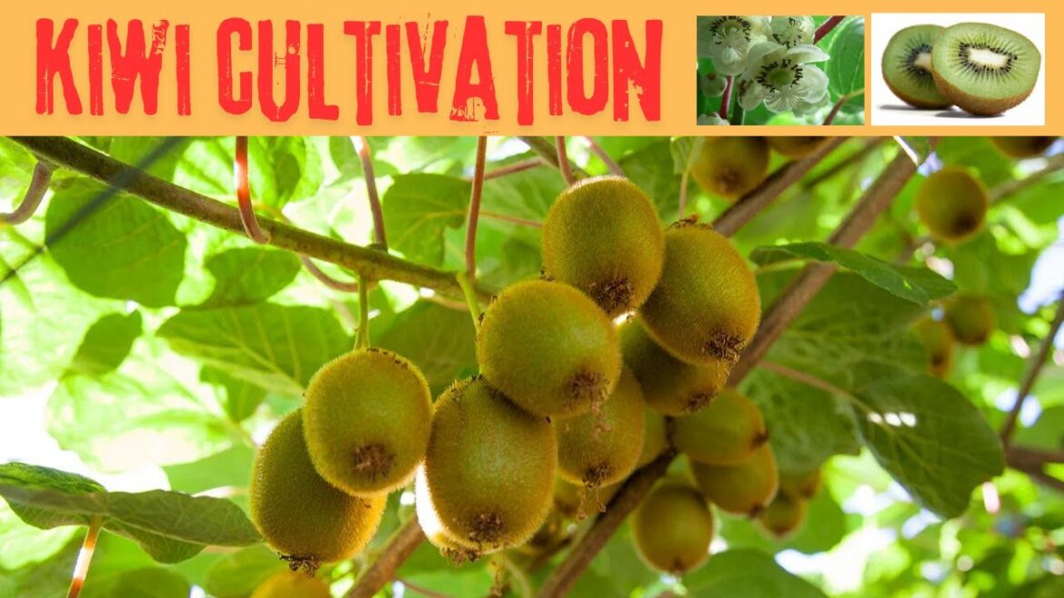 kiwi cultivation #kiwi #cultivation kiwi cultivation #kiwi #cultivation