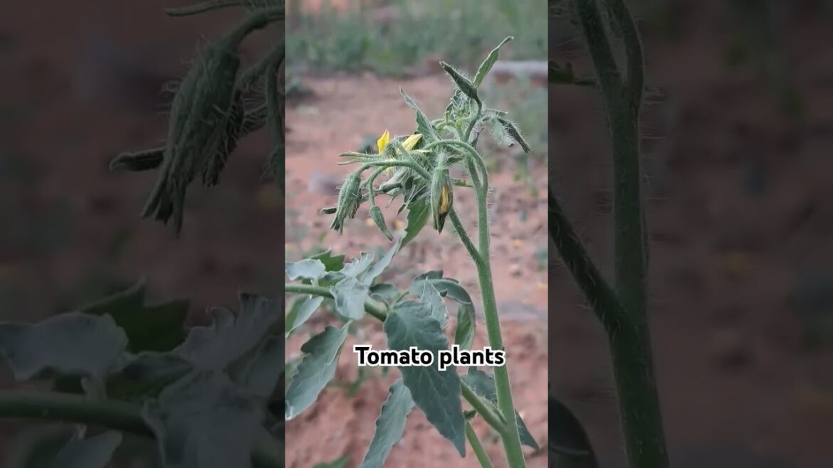 #gardening #vegetables #backyardgarden #shortsfeed #viral🍅🍅☘️😍♥️