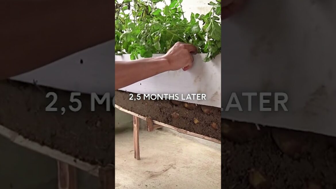 Potatoes are grown and cared for specially for high yields #diy #plasticbottlegarden  #garden