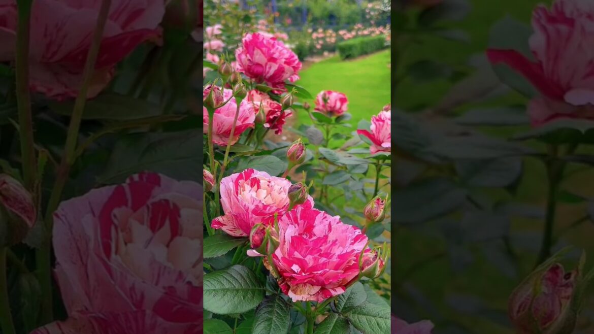 Natural Red Rose #rose #shorts #rosegarden #viralvideo Natural Red Rose #rose #shorts #rosegarden #viralvideo