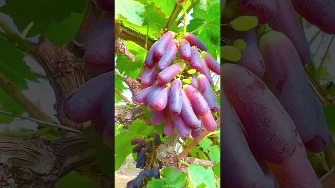Angur s#fruit #grapetree #satisfying #harvest #agriculture #garden #carving #vegetable #gardening