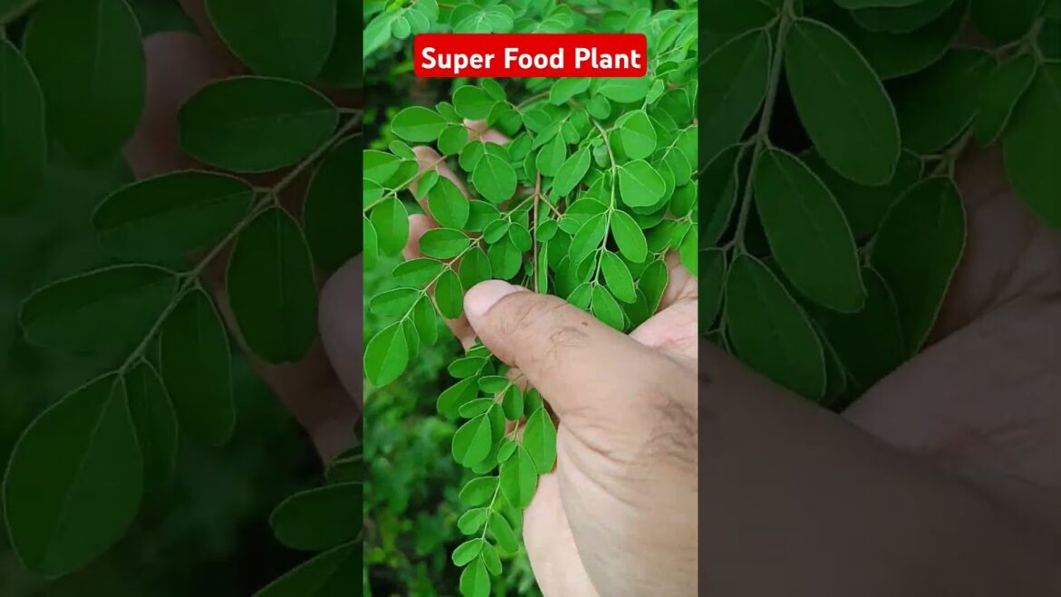 Super Food Plant Moringa #moringa #moringatree #moringaleaves #plants #gardening #shorts #drumsticks